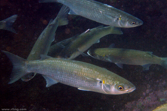 Sand Mullet Theory Night