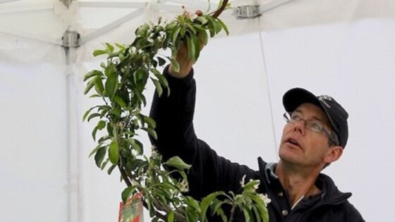 Winter Fruit Tree Pruning with Chris England