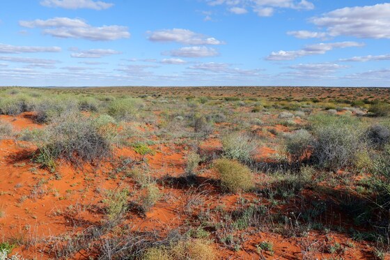 'Exploring Australian plants in the outback' talk by Phil Vaughan