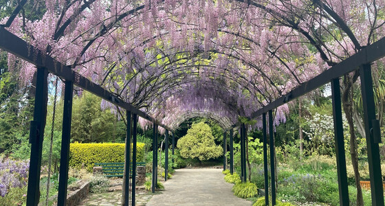 Members free Wisteria Walk afternoon tea