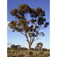 Salmon Gums Development Group