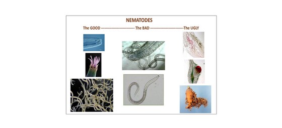 NEMATODES: THE GOOD, THE BAD AND THE UGLY