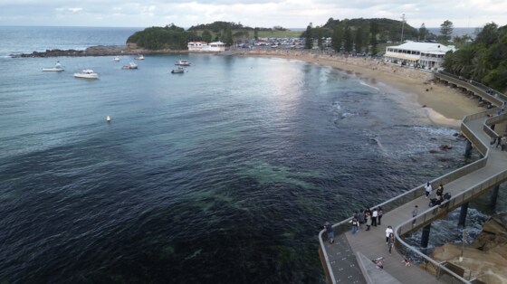 Guided Shore Dive (Terrigal Haven) 