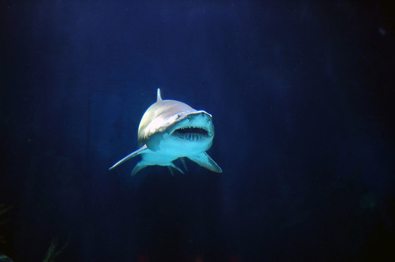 Broughton Island Shark Dive