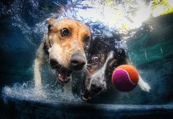 Dog diving under water 7