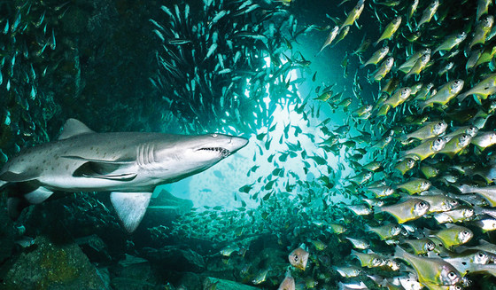 100 things you have never heard of 52 fish rock cave