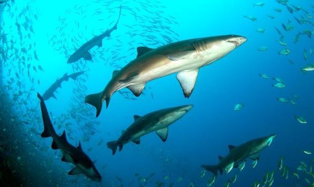 End of Year Shark Dive