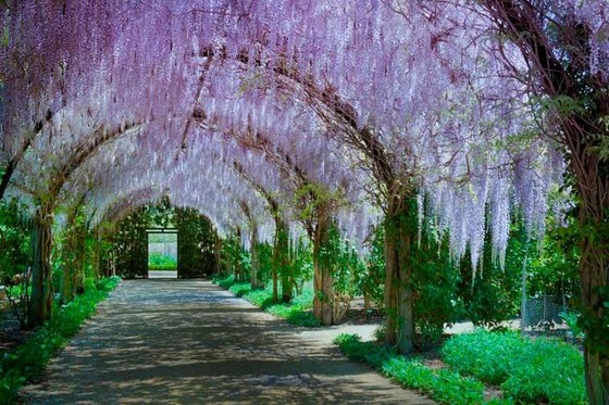 Bus Trip to Alowyn Gardens