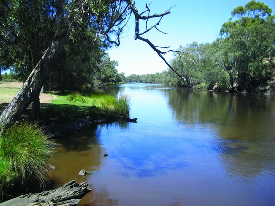 Swan River Cruise and Picnic