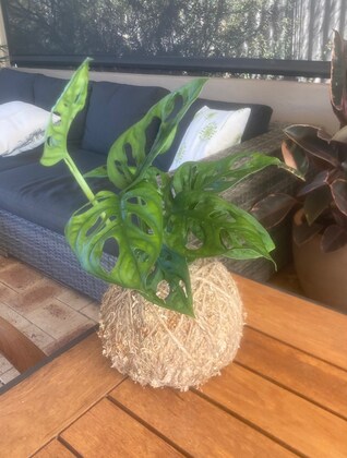 Make your own Kokedama Evening!