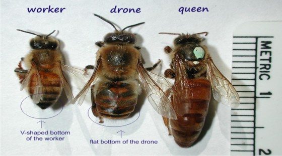 Qdw bee shapes