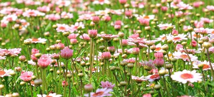 Pinkflowers 1200x545