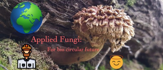 The Myco Files: becoming a mycological engineer