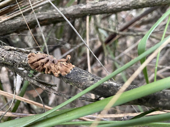 AddFUNgi mushroom and bandicoot walk