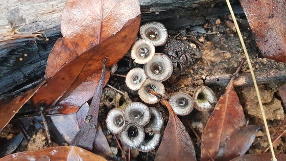 Citizen-Science and Fungal Conservation