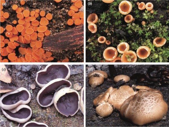Fire and Fungi Webinar with Dr Sapphire McMullan-Fisher