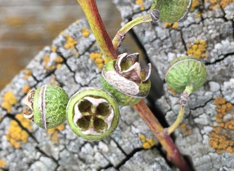 SOLD OUT: Beginners indigenous Eucalyptus identification