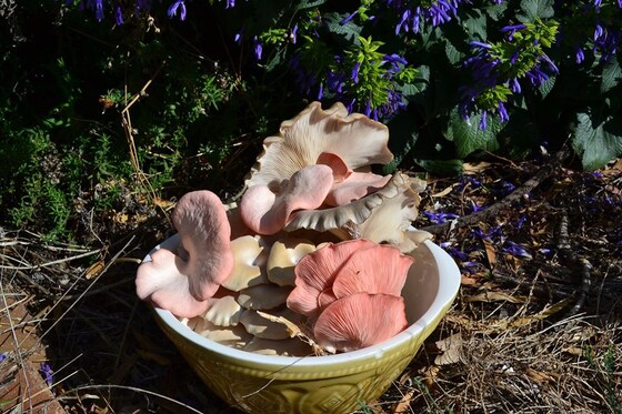 Mushroom growing workshop - beginner friendly