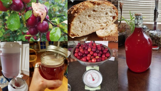 Introduction to brewing and fermenting workshop (online)