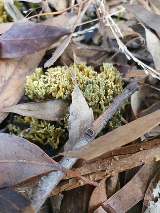 MYCOmmunity volunteers training