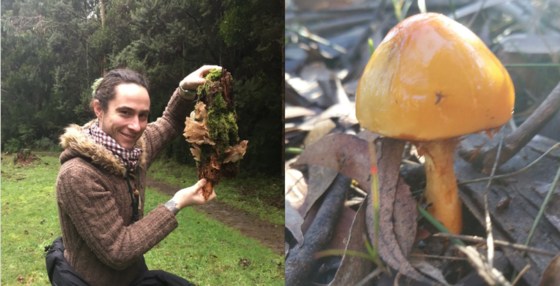 The Myco Files: Cortinarius. Probably even more species than we think.