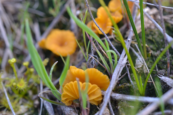 Wild Fungi DNA - Introduction to environmental DNA