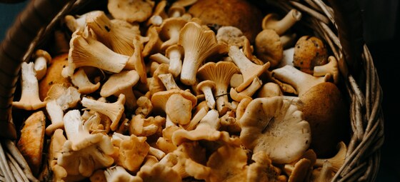 Mushroom Foraging Workshop Haddon (Ballarat May 13)