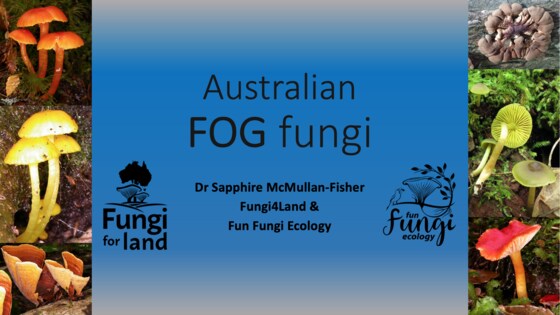 Fog Fungi with Sapphire McMullan-Fisher (online)