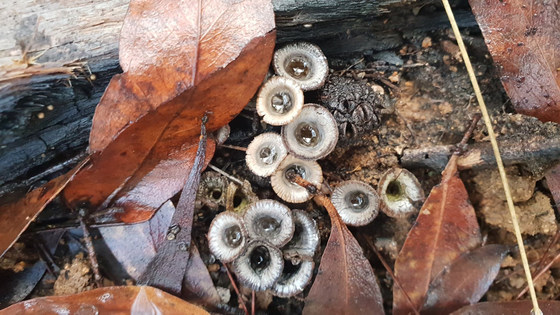 Wild Fungi DNA - Introduction to the MinION portable DNA sequencer