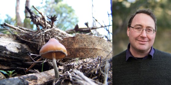 Jumping ship: is the world's most potent Psilocybe taking over the world's woodchip piles