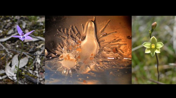 The Myco Files: Orchid mycorrhizae