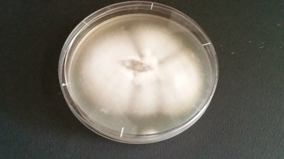 Culturing fungi on agar for beginners
