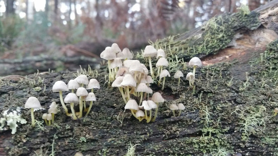 Wild Fungi DNA - Practical eDNA and barcoding methods