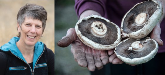 Slow Mushrooming – An Ecological Approach to Foraging with Dr. Alison Pouliot (Online)