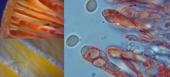 Mushroom microscopy workshop