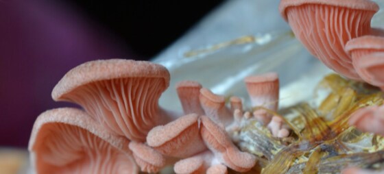 Mycology 101