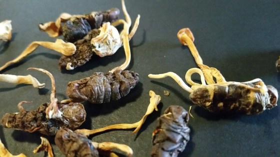 The Myco Files: Insect zombies!