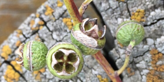 CANCELLED: Eucalypt identification