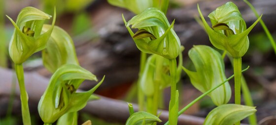 Orchid cultivation workshop