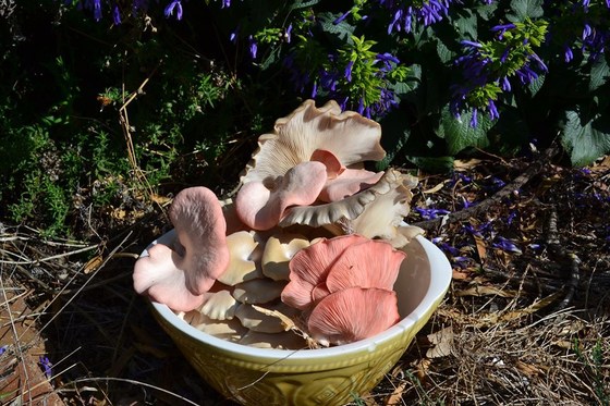 Mushroom growing workshop - beginner friendly