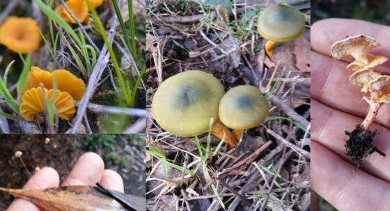 Macedon Fungi Foray (May 20)