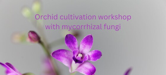 Orchid cultivation August 25