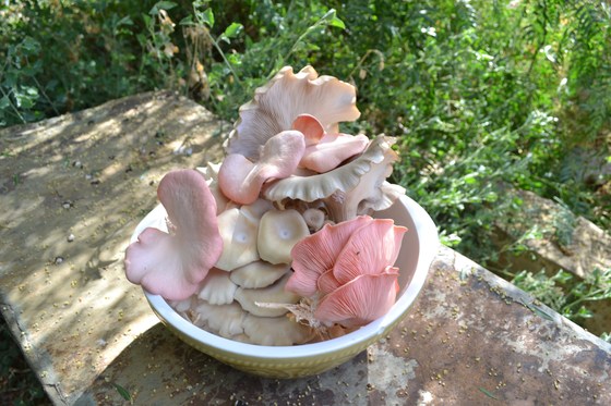 DIY Gourmet Mushroom Cultivation - Warragul