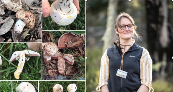 Agaricus in our backyard