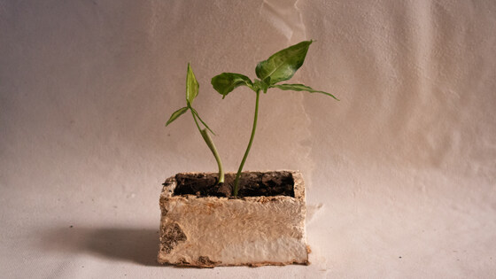 Biofabrication and myco-materials