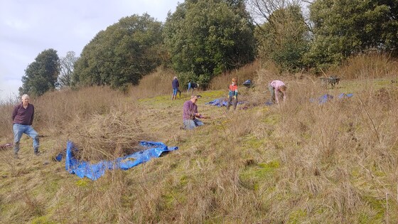 Privet Bashing - part III