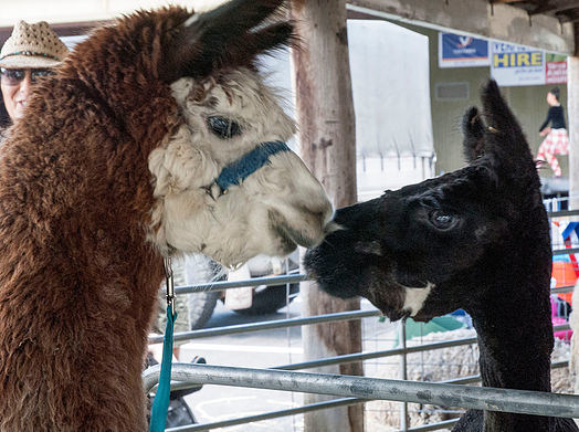 Lilydale Show 2019 - and honey competition!