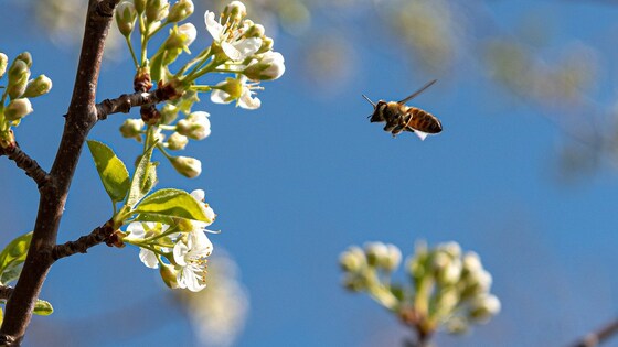 August Bee Group Zoom meeting