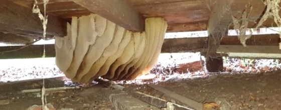 October Bee Group meeting