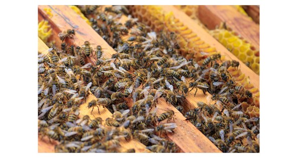 AGM & August Bee Group Meeting 